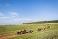 Race Horses Training Landscape