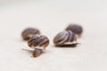 Race of large grape snails with brown shells on a white surface Royalty Free Stock Photo