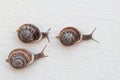 Race of large grape snails with brown shells on a white textured surface Royalty Free Stock Photo