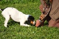 Race truffle dogs