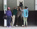 Raceday for Humpday Being Saddled by Ray Handal