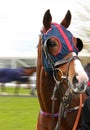 Racehorse Royalty Free Stock Photo