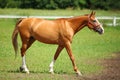 Racehorse chestnut Royalty Free Stock Photo