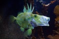 Racehorse fish Royalty Free Stock Photo