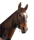 Racehorse Portrait Royalty Free Stock Photo