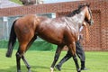 Racehorse After the Race, York Races, August 2015. Royalty Free Stock Photo