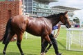 Racehorse After the Race, York Races, August 2015. Royalty Free Stock Photo