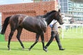 Racehorse After the Race, York Races, August 2015.