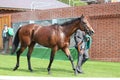 Racehorse After the Race, York Races, August 2015. Royalty Free Stock Photo