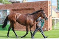 Racehorse After the Race, York Races, August 2015.