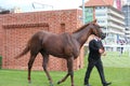 Racehorse After the Race, York Races, August 2015. Royalty Free Stock Photo