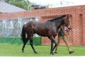 Racehorse After the Race, York Races, August 2015.