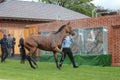 Racehorse After the Race, York Races, August 2015. Royalty Free Stock Photo