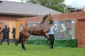 Racehorse After the Race, York Races, August 2015. Royalty Free Stock Photo