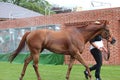 Racehorse After the Race, York Races, August 2015. Royalty Free Stock Photo