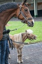 Racehorse and shetland pony at Churchill Downs Royalty Free Stock Photo