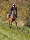 Racehorse in Training