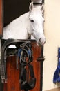 Racehorse watching behind wooden fence at animal farm Royalty Free Stock Photo