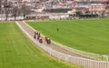 Racehorses on The Gallops Newmarket Town Royalty Free Stock Photo