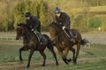 Racehorses on the gallops in Shropshire Royalty Free Stock Photo