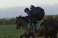 Racehorses on the gallops in Shropshire Royalty Free Stock Photo