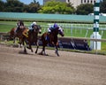 Racehorses Heading to the Finish Line