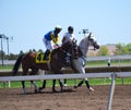 Racehorses and jockeys galloping Royalty Free Stock Photo