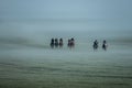 Racehorses in misty field