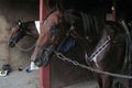 Racehorses after racing. Royalty Free Stock Photo