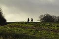 Racehorses returing from the gallops in silhouette