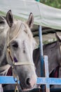 Racehorses on the Truck Royalty Free Stock Photo