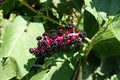 Raceme of black berries of Phytolacca acinosa