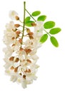 Raceme of blooming acacia flowers with green leaves on white background. File contains clipping path Royalty Free Stock Photo