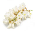 Raceme of blooming acacia flowers on white background Royalty Free Stock Photo