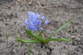 Raceme of blue flowers of two-leaf squill in April Royalty Free Stock Photo
