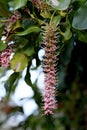 Raceme of pink flowers of an Australian native Macadamia, family Proteaceae Royalty Free Stock Photo