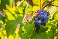 Raceme of the Primitivo di Manduria grape, organic vineyard in Salento, natural conditions, Puglia, Italy Royalty Free Stock Photo