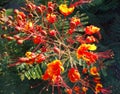 Raceme of Red Bird of Paradise (Caesalpinia pulcherrima