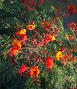 Raceme of Red Bird of Paradise (Caesalpinia pulcherrima Royalty Free Stock Photo