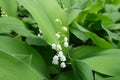 Raceme of white flowers of Convallaria majalis