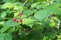 Raceme of wild raspberry red berries
