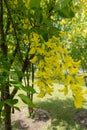 Racemes of golden flowers of Laburnum anagyroides