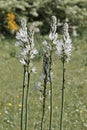Racemes of white asphodel in blooming
