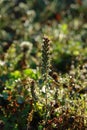 A racemose inflorescence of wild herbaceous plant Odontites vulgaris (Red Bartsia) in the field