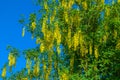 racemose inflorescences of yellow bean. Laburnum yellow shrub.Yellow bean on blue sky backgroundBeautiful blooming Royalty Free Stock Photo