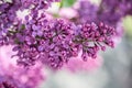 Racemose red violet lilac flower Royalty Free Stock Photo