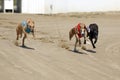 Racer dogs at the dog race start Royalty Free Stock Photo