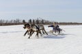 Races on reindeer sled in the Reindeer Herder's Day on Yamal Royalty Free Stock Photo