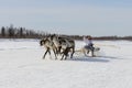 Races on reindeer sled in the Reindeer Herder's Day on Yamal