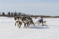 Races on reindeer sled in the Reindeer Herder's Day on Yamal